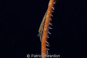 Wire coral shrimp.  Nikon 105 with SubSea 5X diopter. by Patrick Reardon 